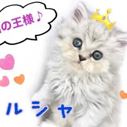 【 ペルシャ 】超癒し系にゃんこ!猫の王様ペルシャ!