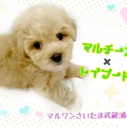 【 MIX・マルプー 】初めて飼うワンコにオススメ！表情豊かなマルプーくん！