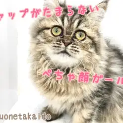 【 ペルシャ 】長時間の抱っこも出来る！遊ぶのも大好きな女の子！！