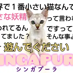 【 シンガプーラ 】小さい猫が欲しい方必見!小さな妖精の女の子が舞い降りた!?