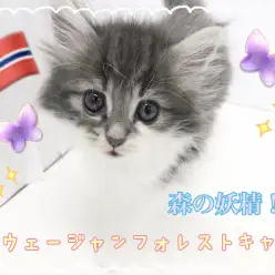 【 ノルウェージャンフォレストキャット 】大人気のブルー!森の妖精がやってきた!!