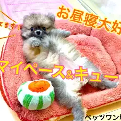 【 ポメラニアン 】抱っこ中にお昼寝！超マイペースたぬきポメちゃん！