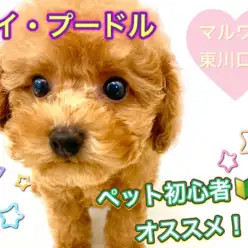 【 トイ・プードル 】初心者におすすめ！ドワーフ体型・良血統のプレミア付き！