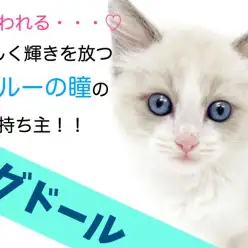 【 ラグドール 】心奪われる…美しく輝きを放つブルーの瞳の持ち主！！