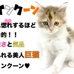 【 メインクーン 】惚れ惚れするほど魅力的！！優雅さと気品あふれる美人巨猫！