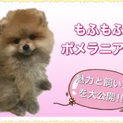 【 ポメラニアン 】みんなのアイドル間違いなし!その魅力と飼い方を大公開!