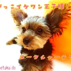 【 ヨークシャーテリア 】生後5ヶ月で約1.0kg！極小イケワン王子様！