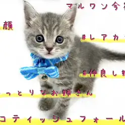 【 スコティッシュフォールド 】姉妹で入店!レアカラー・丸顔のおっとりお姉ちゃん!