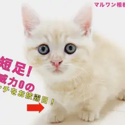 【 マンチカン 】パンチの威力は0でも可愛さの破壊力100！魅力たっぷり短足猫！