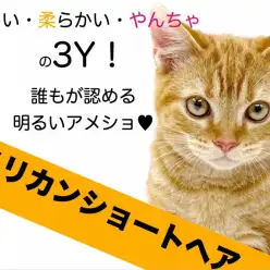 【 アメリカンショートヘア 】優しい・柔らかい・陽気の3Y！誰もが認める明るさ！