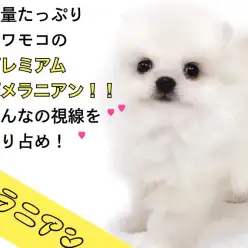 【 ポメラニアン 】皆の視線を独り占め！毛量たっぷりのプレミアムポメラニアン！
