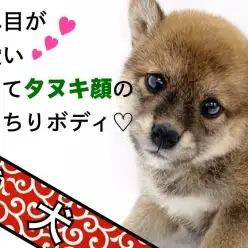 【 赤柴 】あれ？ちょっと困ってる？垂れ目が可愛いタヌキ顔のもっちりボディ！