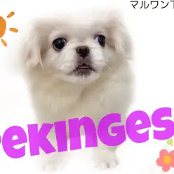 【 ペキニーズ 】鼻ぺちゃ好き集まれ!豊かな表情にも注目!