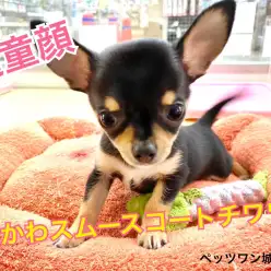 【 スムースコート・チワワ 】童顔・ブラタン・小さめの可愛さいっぱいチワワちゃん