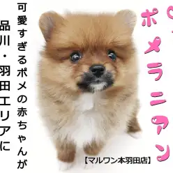 【 ポメラニアン 】品川・羽田エリアに舞い降りたミニポメが可愛すぎ！