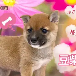 【 豆柴 】小さめ・赤柴・女の子！極上豆柴が港北NT店に登場！