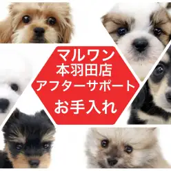 【 お手入れ 】マルワン本羽田店が教える簡単お手入れ講座！