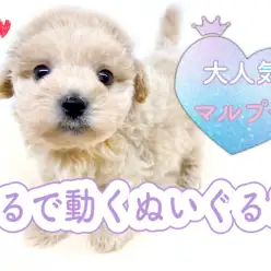【 MIX 】マルチーズ×トイプードルの激カワMIXちゃん！