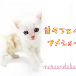 【 アメリカンショートヘア 】運動神経抜群！甘々フェイスの主人公キャラNO.1！