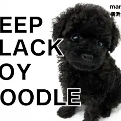 【 トイプードル 】黒いカラーに輝く被毛、これから飼い始める方に教えたい魅力!