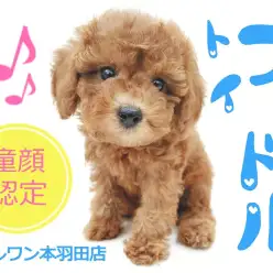 【 トイプードル 】童顔認定!?円らな瞳に胸キュン必至な幼顔トイプー登場!