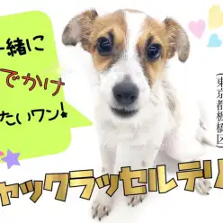 【 ジャックラッセルテリア 】アウトドア派必見！外出の相棒はこの子で決まり！