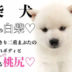 【 柴犬 】待望の白柴！くっきり二重まぶたの愛されボディと弾ける桃尻！