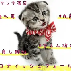 【 スコティッシュフォールド 】姉妹で入店!垂れ耳・丸顔・甘えん坊の妹ちゃん!