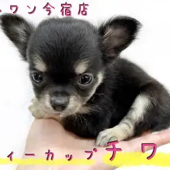 【 チワワ 】女の子・ドワーフ・ティーカップサイズ！お迎え時のアイテムもご紹介！