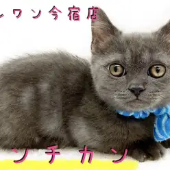 【 マンチカン 】目力バツグンの短足イケメンにゃんこ！食育・お手入れ情報も満載！