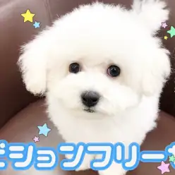 【 ビションフリーゼ 】明るく楽しい性格のアフロ犬のトリミングチャレンジ！