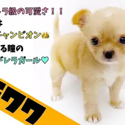 【 小さめチワワ 】パパはJKCチャンピオン！うるうるした瞳のシンデレラガール！