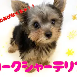 【 ヨークシャーテリア 】女子力UP！トリミング大好きヨークシャーテリアの女の子