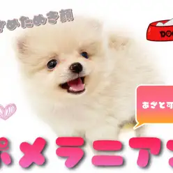【 ポメラニアン 】手乗り小さめサイズ！あざと可愛い白たぬき顔ポメ登場！！
