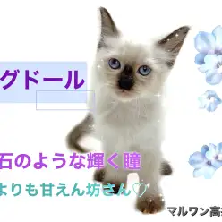 【 ラグドール 】誰よりも甘えん坊！？輝くブルーアイにきっとあなたも心奪われる！