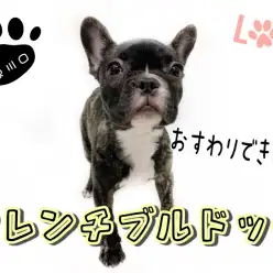 【 フレンチブルドッグ 】2ヵ月でこんなに成長しました！『おすわり』もできます！