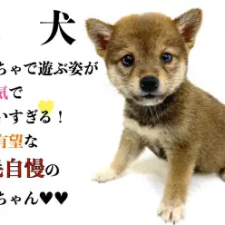 【 柴犬 】おもちゃで遊ぶ姿が無邪気で可愛いすぎる！将来有望な赤毛自慢の柴犬！