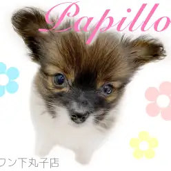 【 パピヨン 】「蝶のような犬」と言われるパピヨンの子犬をご紹介！