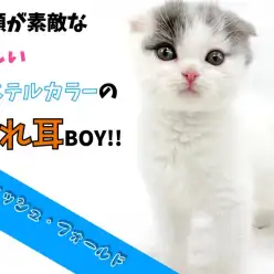 【 スコティッシュフォールド 】 笑顔が素敵なパステルカラーの垂れ耳BOY！