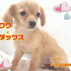 【 MIX・チワワ×ダックス 】2kg予想の小さいクリームのチワックスちゃん！