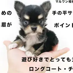 【 チワワ 】世界最小犬種の中でも小さめの手の平サイズ！寝姿に癒されます！
