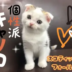 【 スコティッシュフォールド 】個性派キャリコカラーのおしゃれスコちゃん登場！
