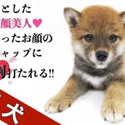 【 柴犬 】凛とした和顔美人！笑ったお顔のギャップに胸打たれる！最強ツンデレ？！