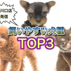【 オススメ犬種 】ペット初心者必見！飼いやすさ重視のオススメ犬種ランキング！