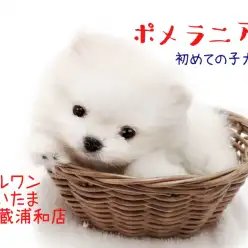 【 ポメラニアン 】白い毛色の手乗りサイズ！初めての子犬Q&A！