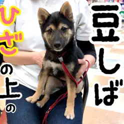 【 豆柴 】ひざの上の豆しばの気になる体重＆体高＆体長