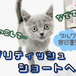 【 ブリティッシュショートヘア 】丸顔猫代表！濃厚ブリティッシュブルーは超必見！