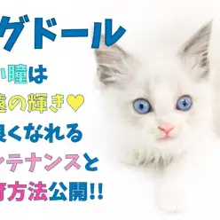 【 ラグドール 】青い瞳は永遠の輝き!仲良くなれるメンテナンスと食育方法公開!
