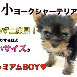【 ヨーキー 】 思わず二度見！びっくり極小サイズの陽気なプレミアムBOY！