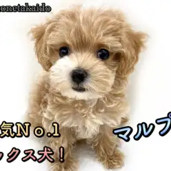 【 マルプー 】人気NO.1MIX！いい所取りのハイブリット犬！！